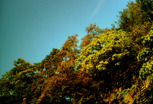 Sound In The Park